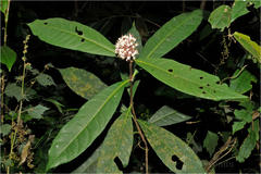 Ixora lawsonii